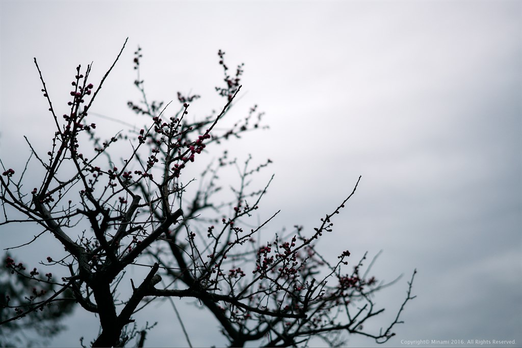 冬の空