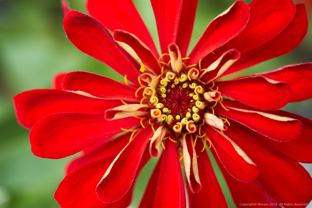 Red flower