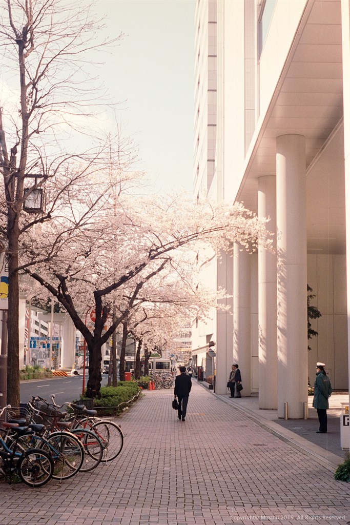 桜 - Kodak Portra 400