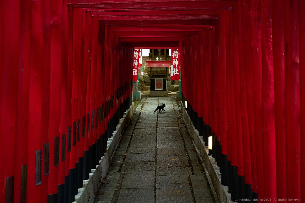 神社の猫