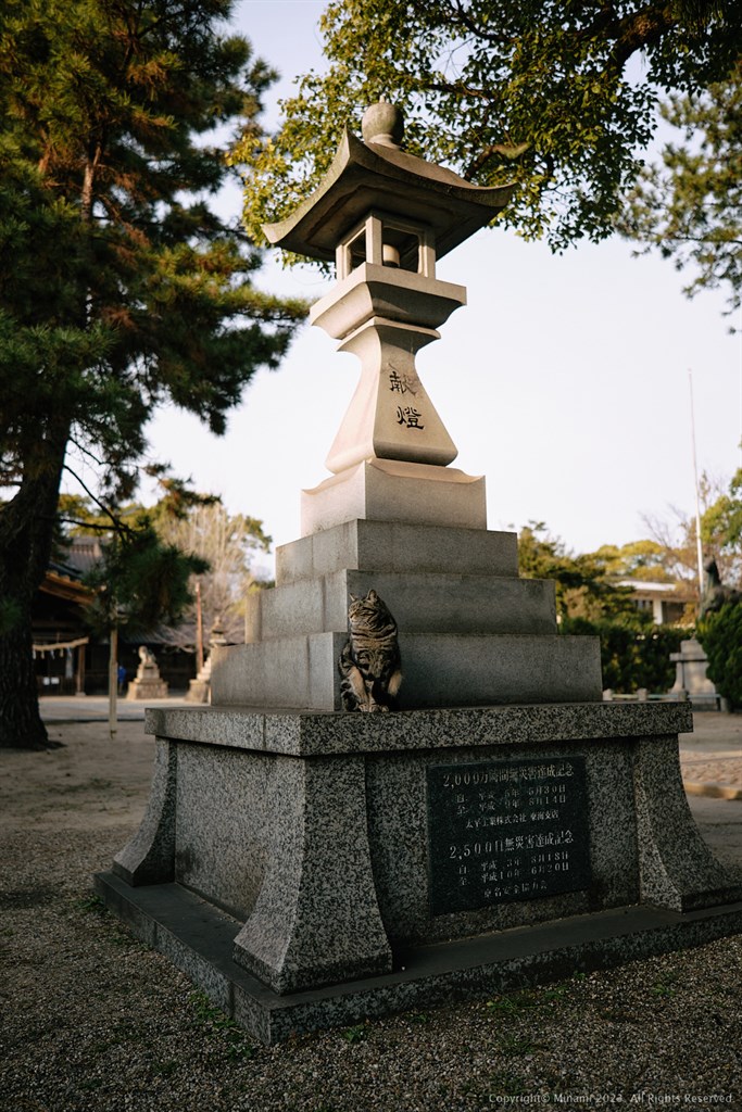 A cat at the shrine