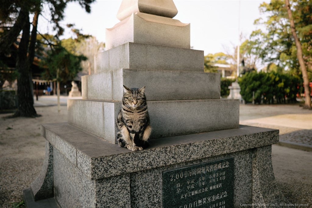 A master cat of the little shrine