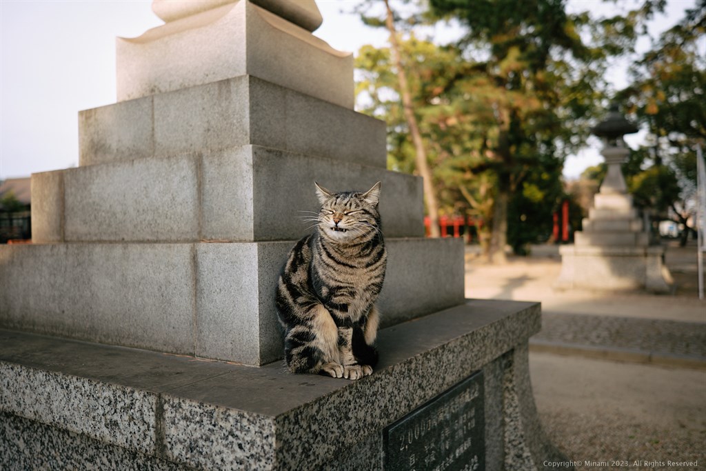 A cat at the shrine