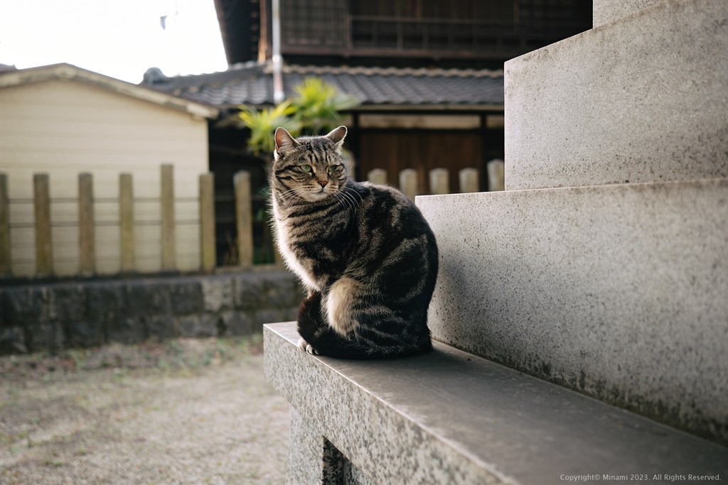 小さな神社の主猫